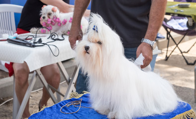 Grooming of beautiful white maltese dog