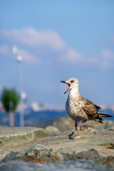Gulls on the Sea of Marmara in Istanbul