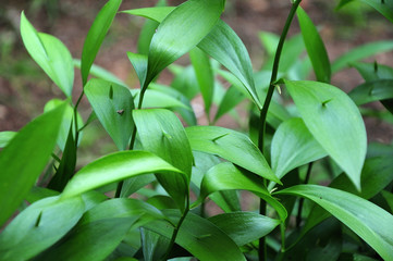 young shoots of ruscus hypoglossum