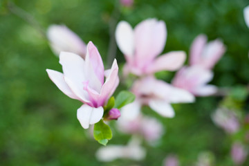 Obraz premium magnolia flowers in park
