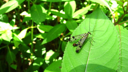 Scorpionfly on a green leaf.