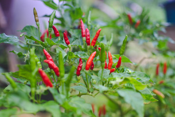 The organic chilies in garden