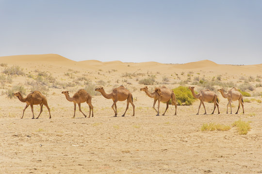 Camel caravan in Iranian desert 