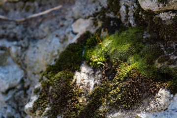 Mossy rock