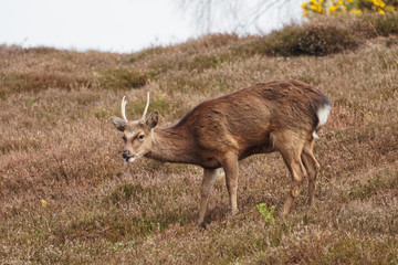 Single Sika Deer