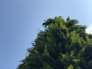 Obraz premium Flower