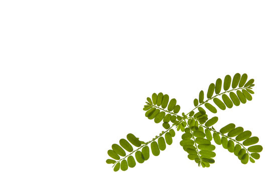 Stonebreaker or phyllanthus isolate on white.