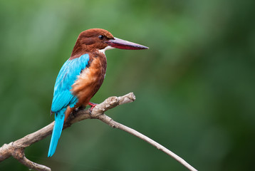 White-throated Kingfisher - Halcyon smyrnensis, Sri Lanka. Sitting on the branch near the water.