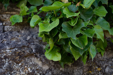 Vines on Wall