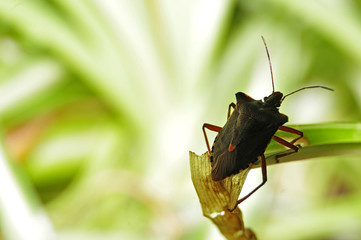 red-legged shieldbug sitting on a leaf