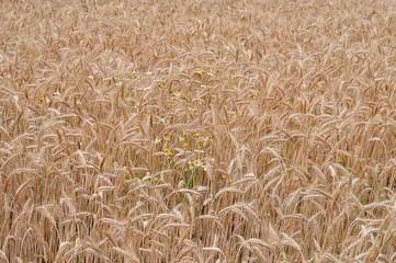 chamomile growing in rye field