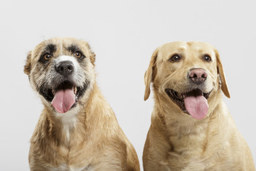 Couple of two expressive mongrel dogs posing in the studio against white background