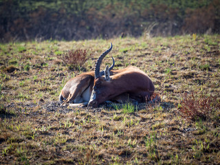 Endangered Blesbok antelope laying down in barren landscape of Malolotja Nature Reserve, Swaziland,...
