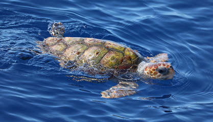 Close-up view of a Loggerhead sea turtle (Caretta caretta) near the coast of island Pico (Azores)