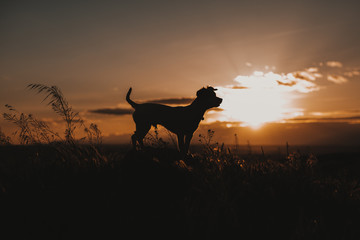 silhouette of a cute small dog at sunset. Yellow or orange sky, golden hour. Pets outdoors, lifestyle