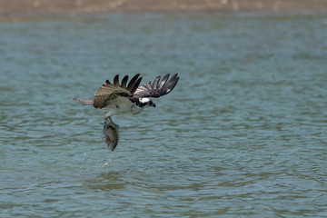 Osprey catching fish from the lake.