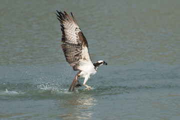 Osprey catching fish from the lake.