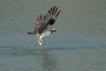 Osprey catching fish from the lake.