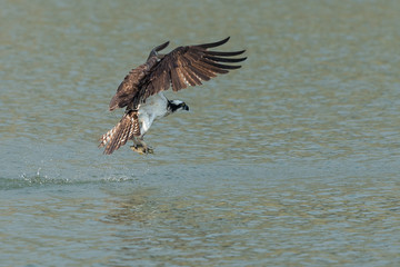 Osprey catching fish from the lake.