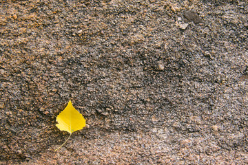 granite rock texture with leaf