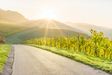 Sonnenaufgang im herbstlichen Weinberg