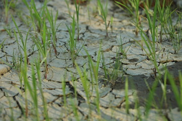 dry cracked soil and grass