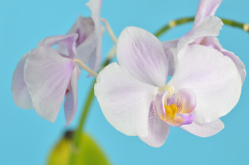 Fototapeta na wymiar Minimal Orchid background