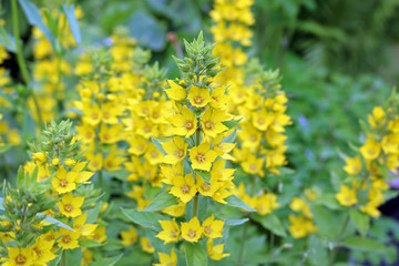 Obraz premium flowers in the garden