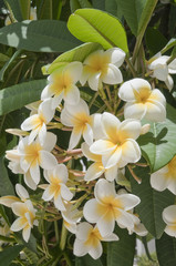Westindische Frangipani - Plumeria rubra
