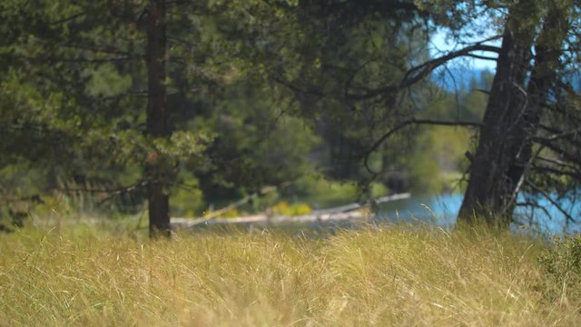 Wild Wheat and the Deschutes River.  Shot on a Blackmagic Ursa Mini Pro 4.6k with a Sigma 50-100mm f/1.8.