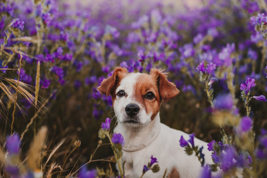 Cute Small Dog Standing Outdoor In Spring Or Summer Purple Field Flowers With Beautiful Lighting At Sunset. Nature And Pets Concept.