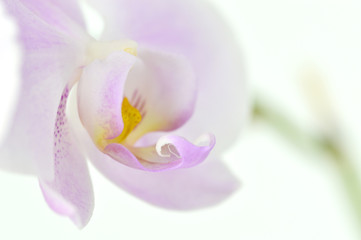 Minimal Orchid background