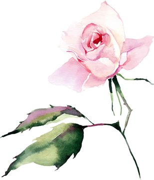 Beautiful bright elegant wonderful colorful tender gentle pink spring herbal rose with buds and green leaves watercolor hand illustration. Perfect for greetings card, textile, wallpapers