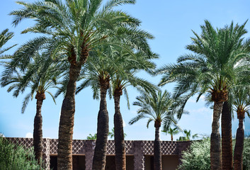Fototapeta premium Palm's trees
