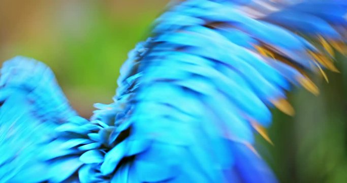Colorful tropical bird Macaw Parrot cleans its vivid blue and yellow feathers against green jungle forest background. Exotic animals in natural habitat of rainforest