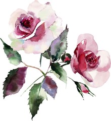 Watercolor bright sophisticated wonderful lovely cute spring floral herbal botanical powdery pink red violet purple two roses with green leaves bouquet vector illustration