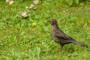 Vogel
