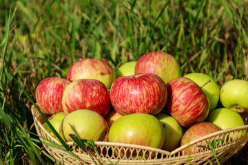 Fresh ripe apples in basket on the green grass