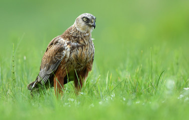 Marsh harrier (Circus aeruginosus) - male