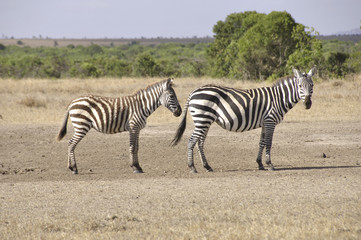 Fototapeta na wymiar Kenya: Two zebras in Samburu National Park
