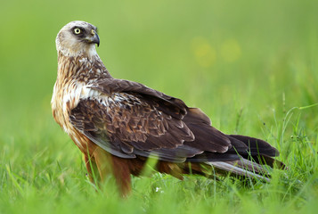 Marsh harrier (Circus aeruginosus) - male