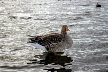 Greylag Goose standing in some shallow water.