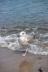 Little seagull is running through the water of the Baltic Sea