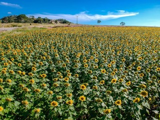 plantação de girassóis 
