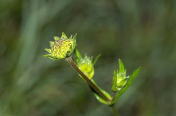 zielony pąk kwiatu