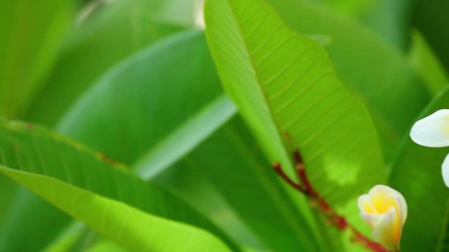 Plumeria rubra or common frangipani flowering tree with white and yellow blooming flowers and vibrant green foliage, panning panoramic high definition stock footage video clip.