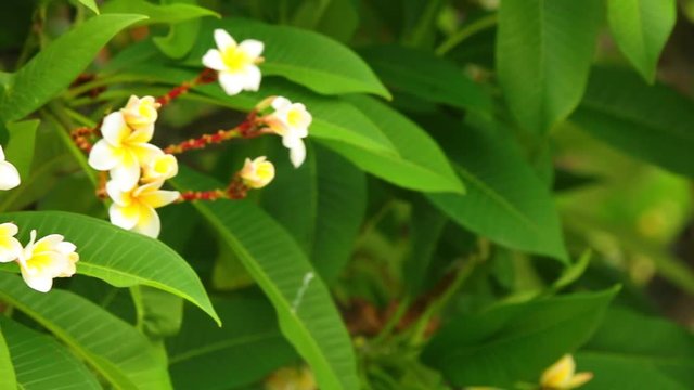 Plumeria rubra or common frangipani flowering tree with white and yellow blooming flowers and vibrant green foliage, panning panoramic high definition stock footage video clip.