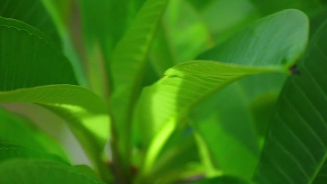 Plumeria rubra or common frangipani flowering tree with white and yellow blooming flowers and vibrant green foliage, panning panoramic high definition stock footage video clip.