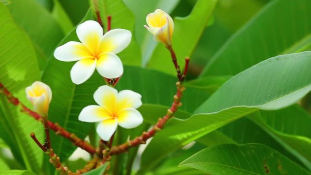 Plumeria rubra or common frangipani flowering tree with white and yellow blooming flowers and vibrant green foliage, panning panoramic high definition stock footage video clip.