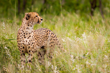 Cheetah